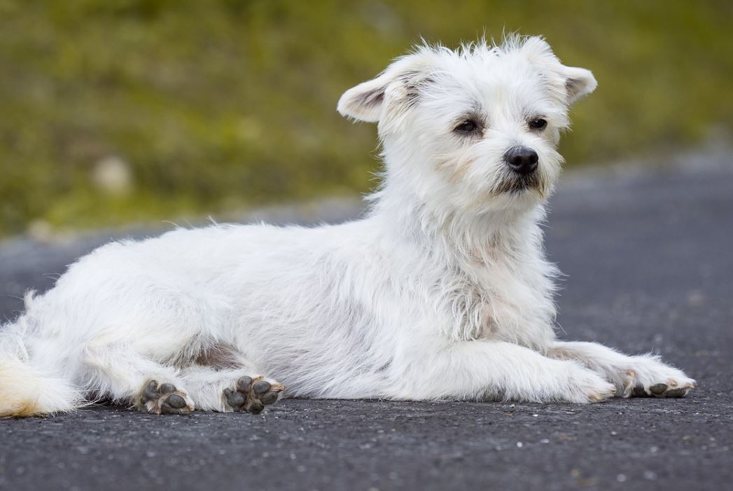 Rock Salt and the dangers to pets Vetsure Life time pet insurance