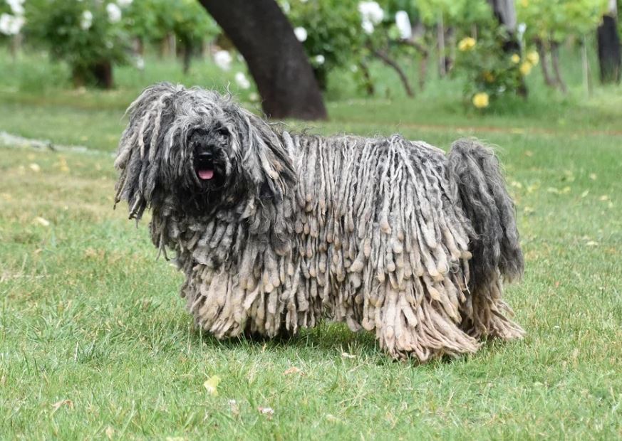 hungarian puli temperament