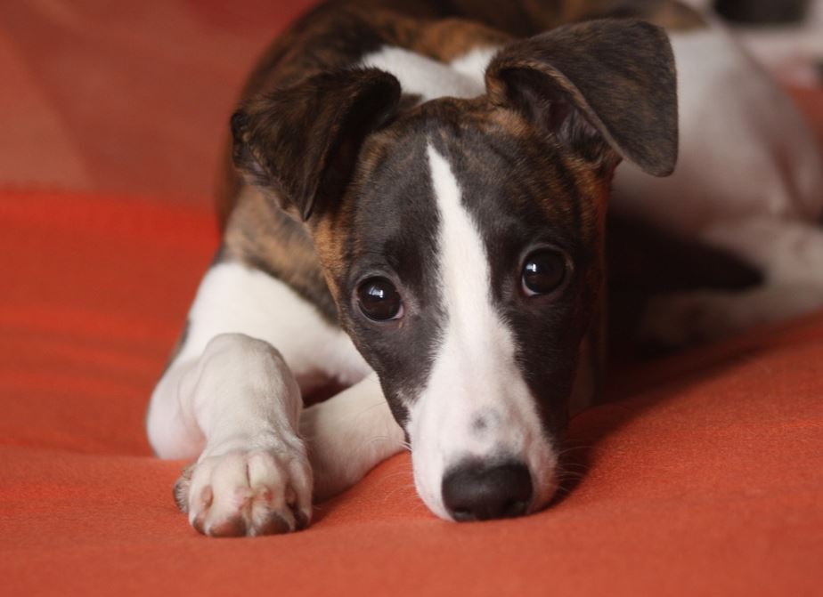 Whippet Breed of the Week Vetsure Pet Insurance