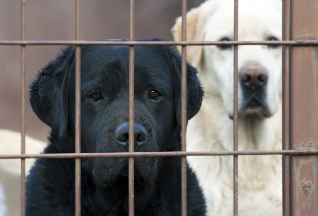 rehoming a rescue dog - Labrador dogs in cages 