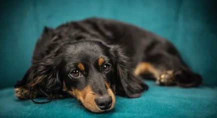 how to make my dog drowsy