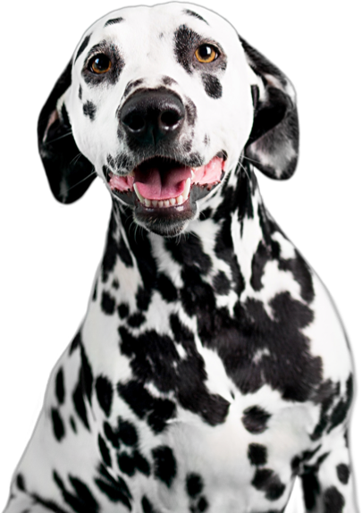 Best Dog Insurance Quotes | Vetsure (UK)