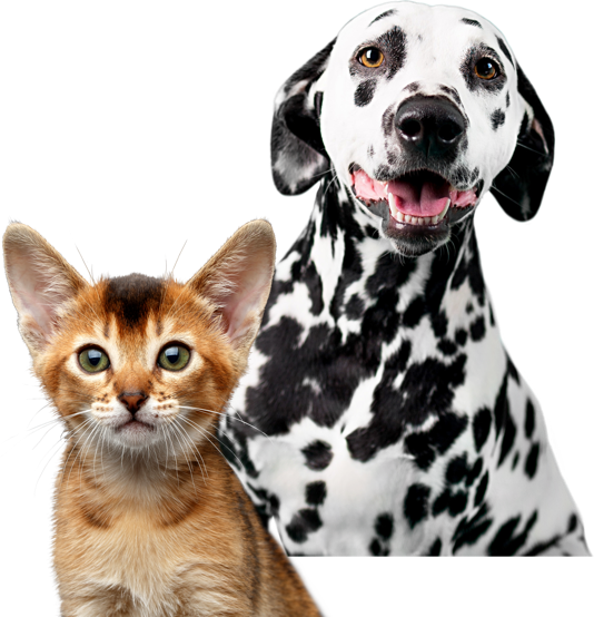 Best Dog Insurance & Cat Insurance Quotes | Vetsure (UK)