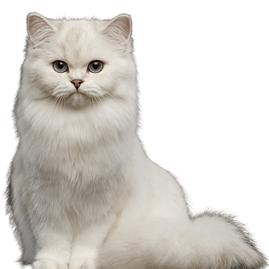 Best Cat Insurance Quotes | Vetsure (UK)