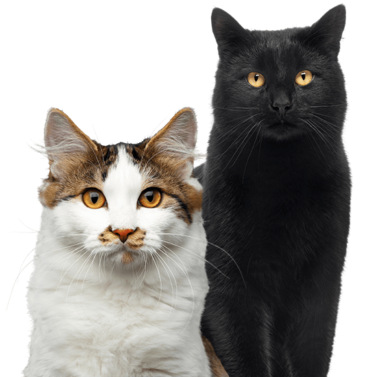 Multi Cat Pet Insurance | Vetsure (UK)
