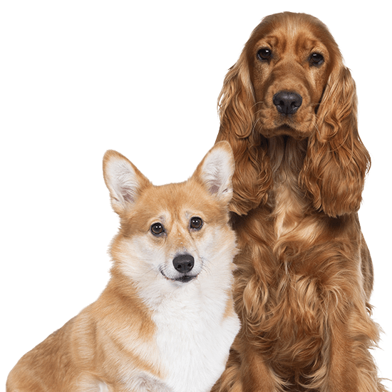 Multi Dog Insurance Quotes | Vetsure (UK)