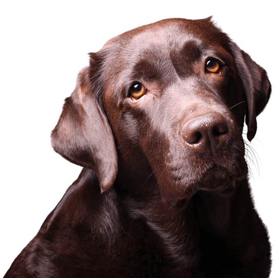 Dog Insurance for Older Dogs Vetsure (UK)