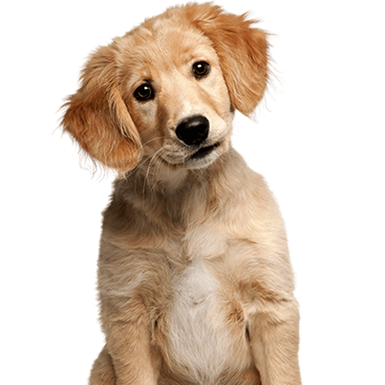 Best Dog Insurance & Cat Insurance Quotes | Vetsure (UK) Best Dog Insurance & Cat Insurance Quotes | Vetsure (UK)