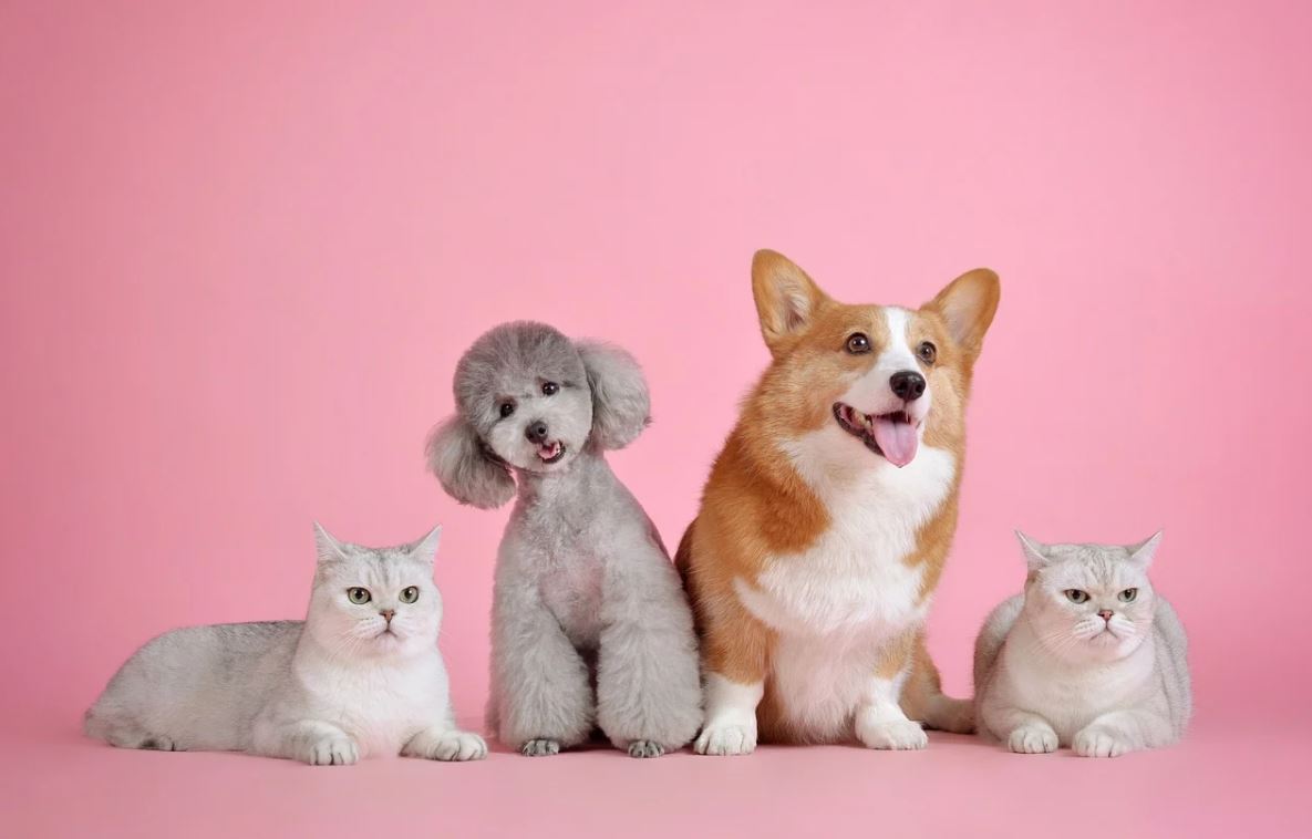 Top 10 Pets Why pets are more important companions than ever before! Vetsure Life time pet