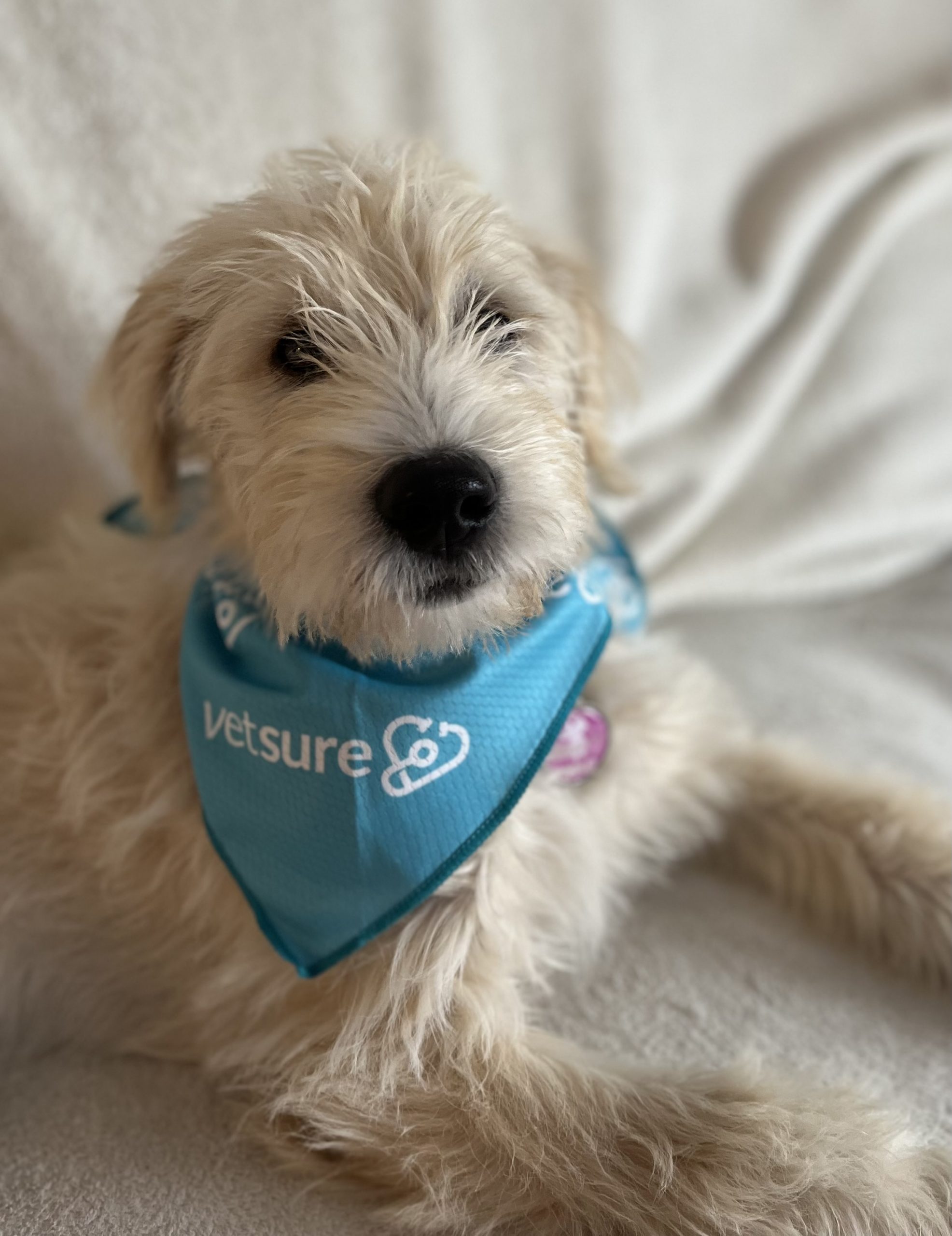 Meet our incredible Claims Team! Vetsure Life time pet insurance