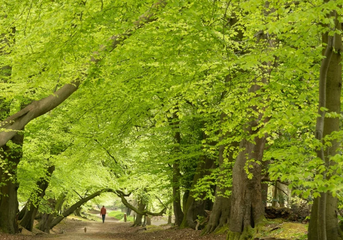 Ashridge Estate, a wide tree lined walkway with a dog walker in the distance, part of our list of dog friendly walks.