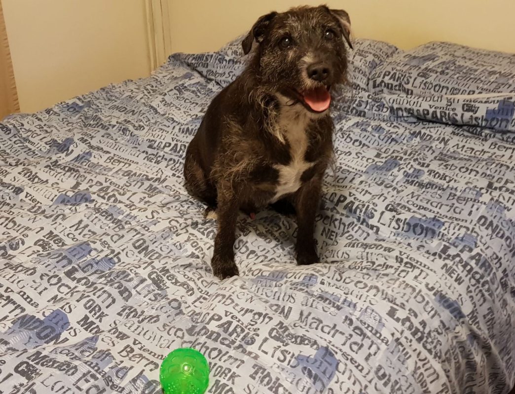 Jake happily sits on the bed with his green ball beside him.