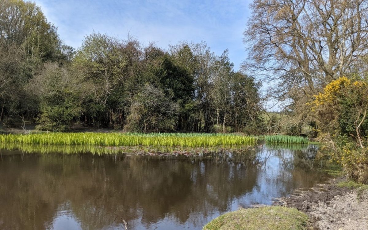 Lyndhurst Hill and Swan Green circular walk, a sunlit pound surrounded by trees and wildlife, part of our list of dog friendly walks.