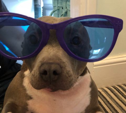 Vetsure pet insurance pet bravery award winner Frankie sits and wears a large pair of blue comedy sunglasses.