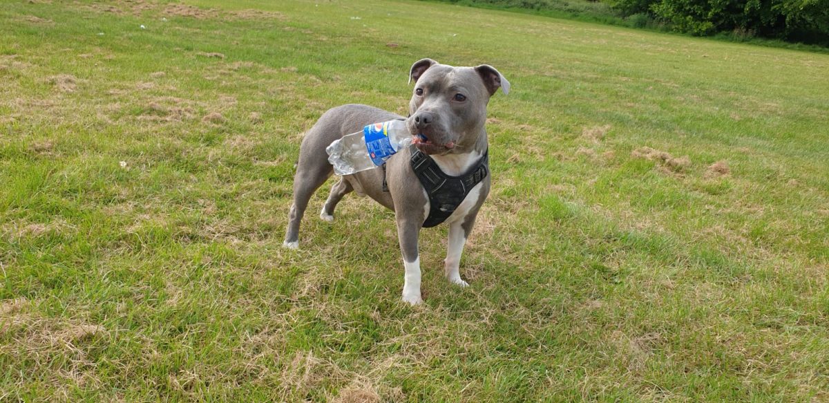 Vetsure pet insurance pet bravery award winner Frankie enjoys time in the park whilst playing with a water bottle.