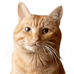 A golden coloured cat, covered by Vetsure Pet insurance, looking straight forward at the camera happily